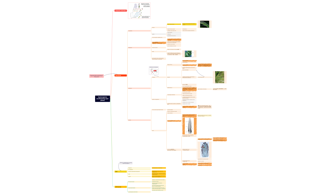 Lecture9-Gymnosperms (nonflowering seed plants).xmind