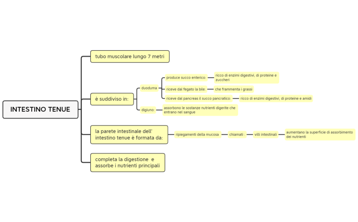 INTESTINO TENUE, scienze degli alimenti, secondo anno
