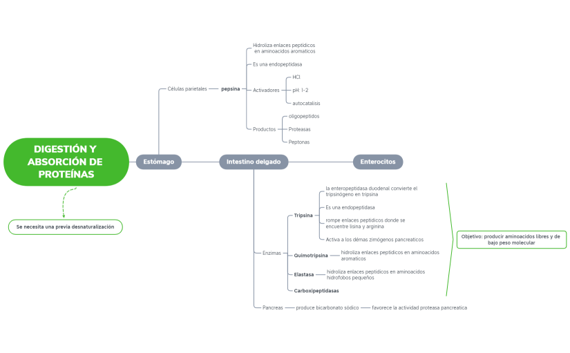 DIGESTIÓN Y ABSORCIÓN DE PROTEÍNAS