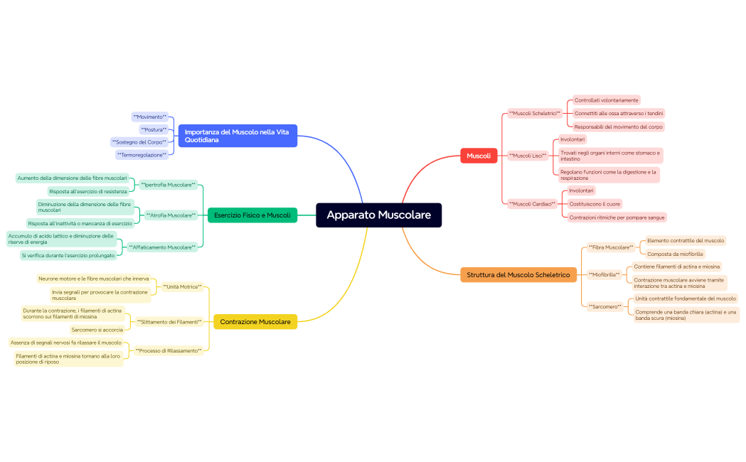Apparato Muscolare