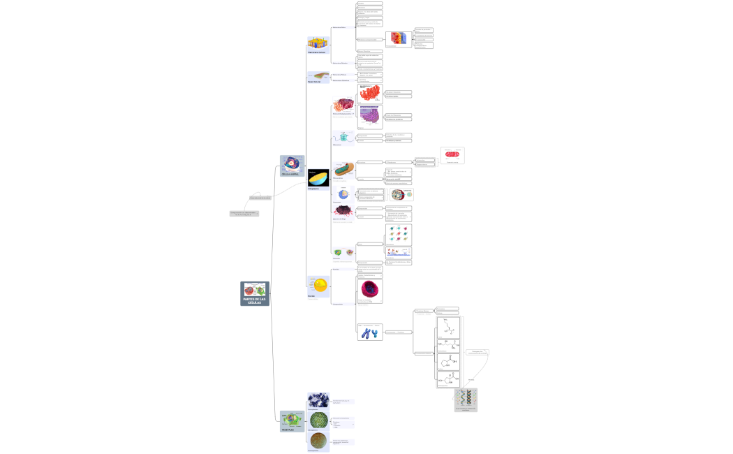 PARTES DE LAS CÉLULAS 