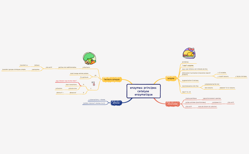 enzymes principes catalyse enzymatique