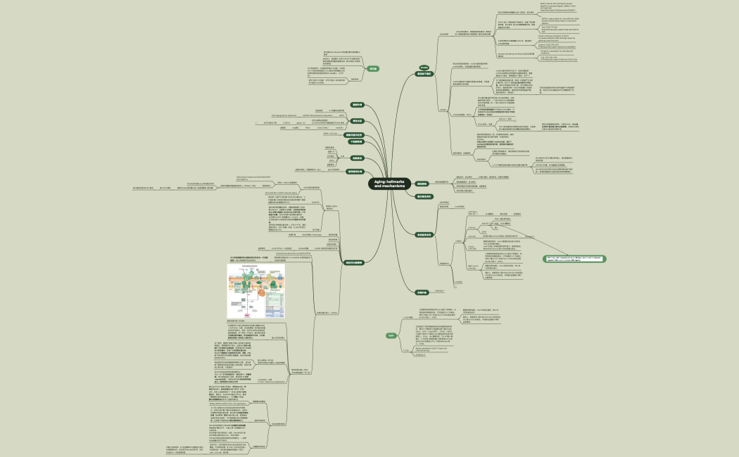 衰老机制归类