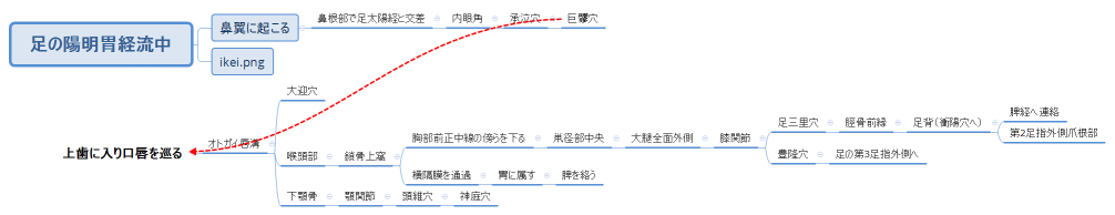 足の陽明胃経流中