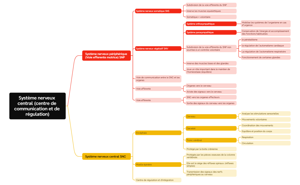Carte mentale de logique