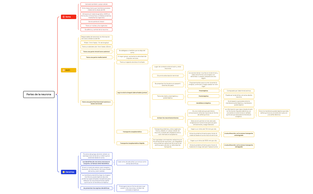 Partes de la Neurona.xmind