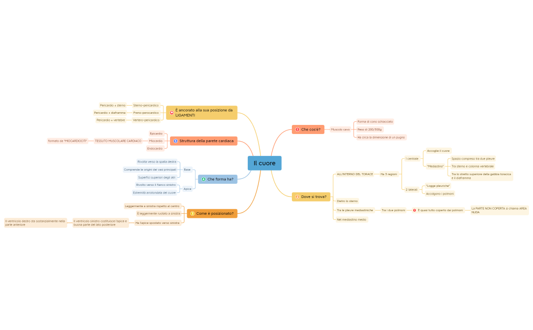 apparato circolatorio DEF.xmind