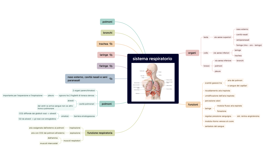 sistema respiratorio .xmind