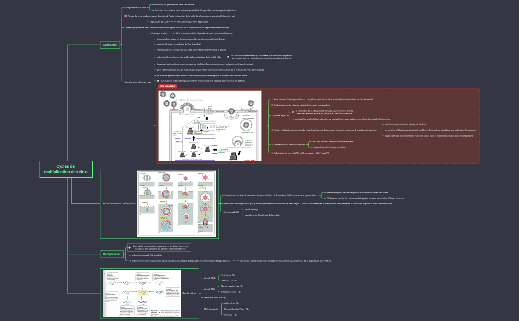 Cycles de multiplication des virus