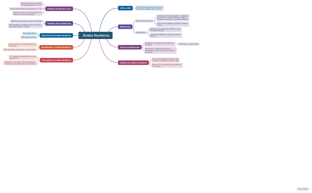 Mapa Mental Ácidos Nucleicos manu