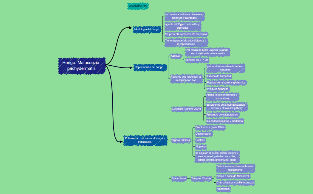 Malassezia pachydermatis