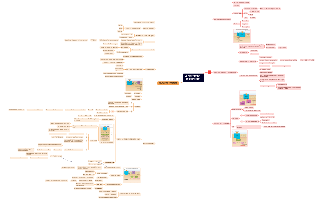 4 DIFFERENT RECEPTORS