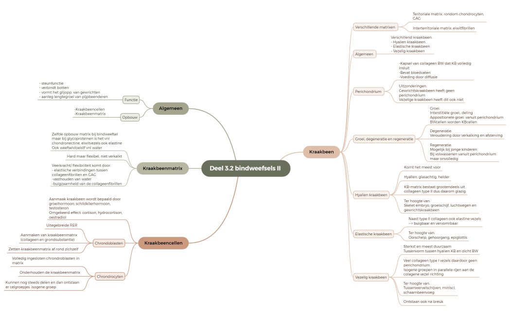 Deel 3.2 bindweefsel II