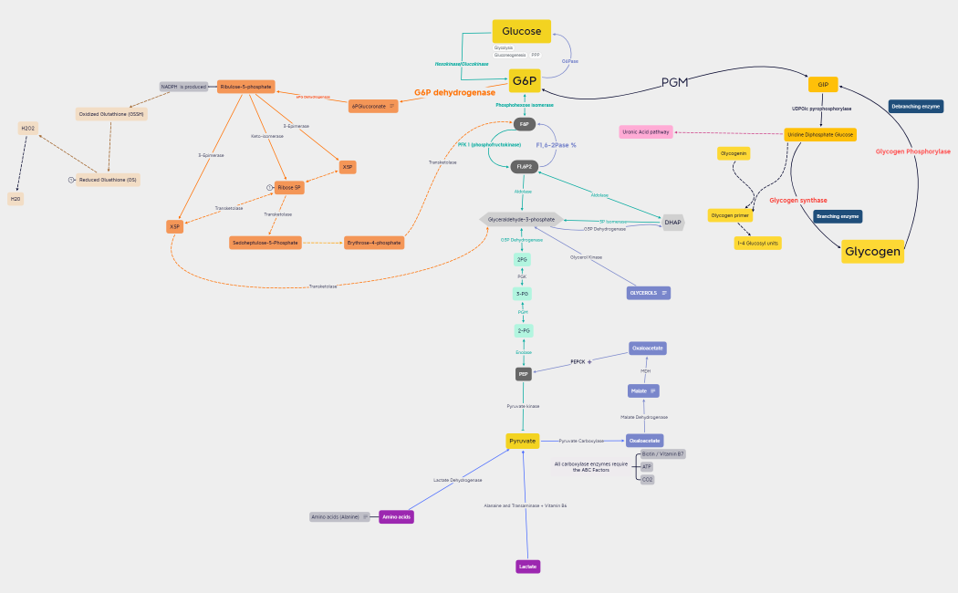 Carbohydrate metabolism.xmind
