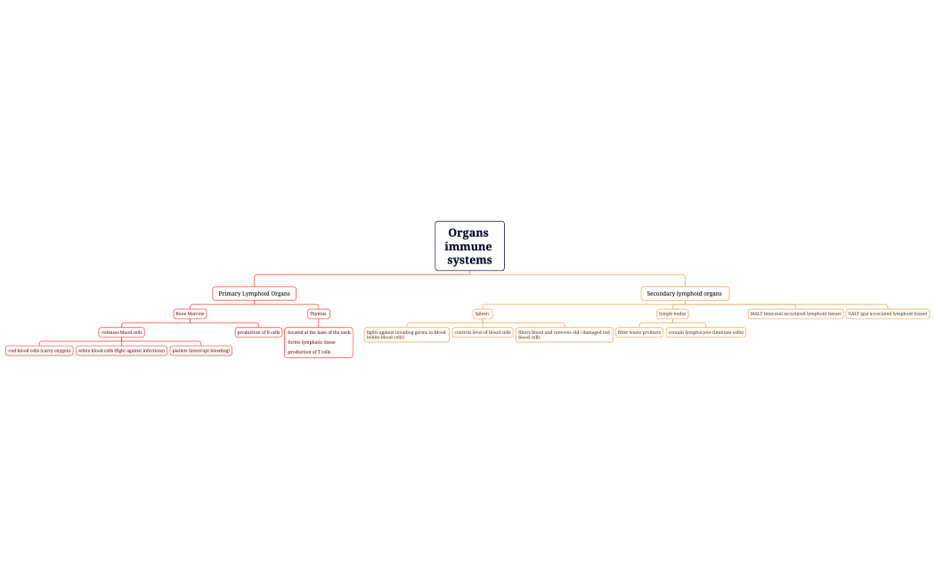 Organs immune systems