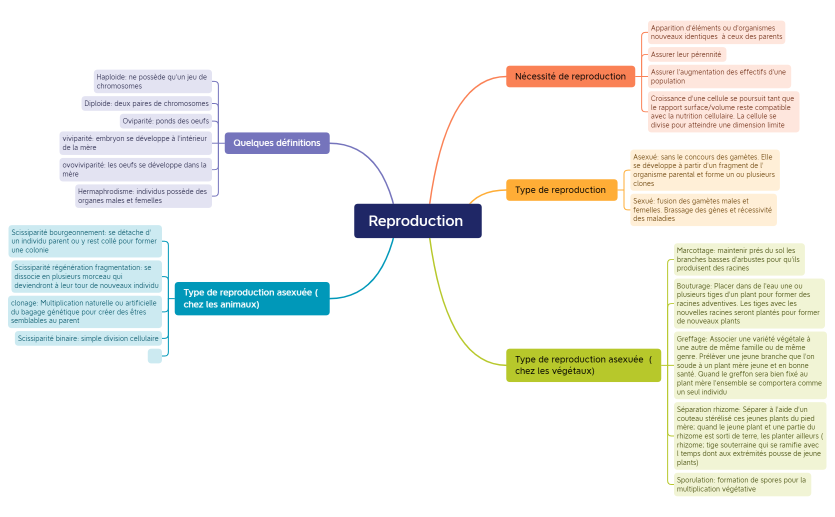 mindmapping safia reproduction 1
