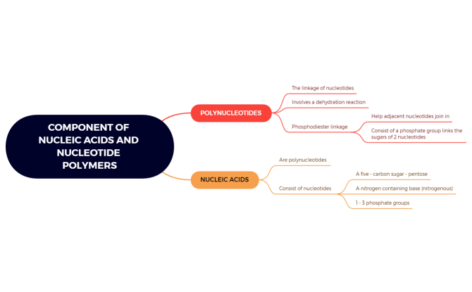 COMPONENT OF NUCLEIC ACIDS AND NUCLEOTIDE POLYMERS