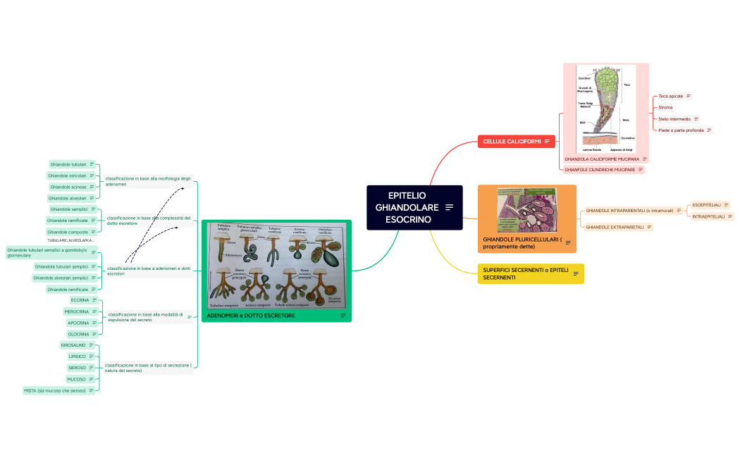EPITELIO GHIANDOLARE ESOCRINO