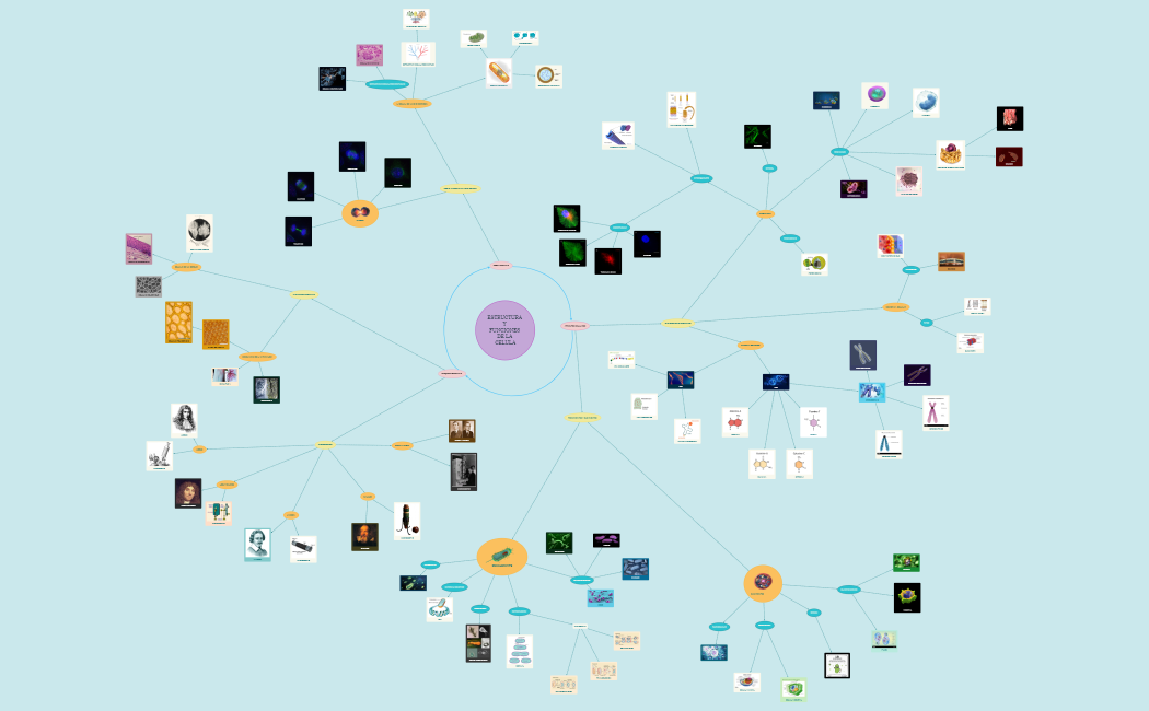 ESTRUCTURA Y FUNCIONES DE LA CELULA.xmind