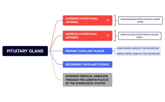 PITUITARY GLAND.xmind