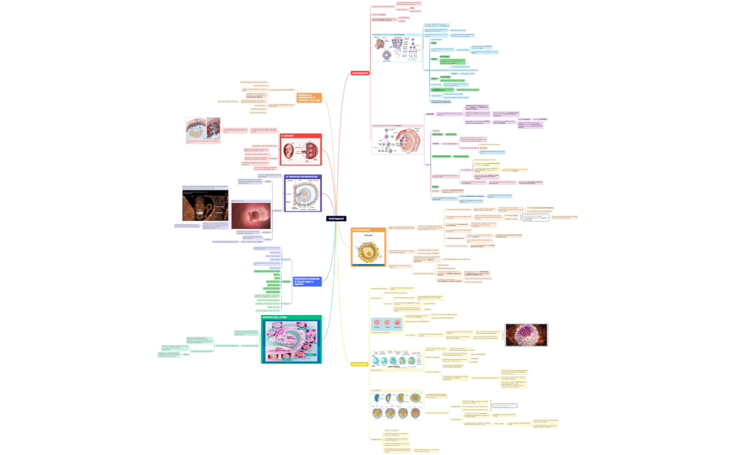 gametogenesi, fecondazione, emrbiogenesi