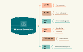 Human Evolution