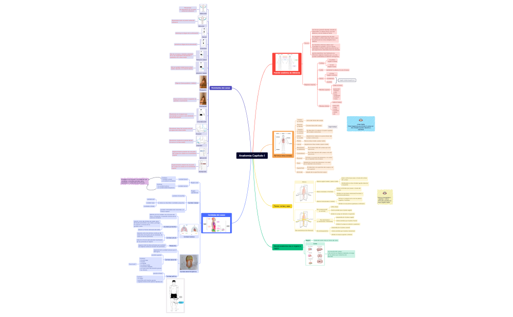 Anatomia Capitulo 1 carte mentale