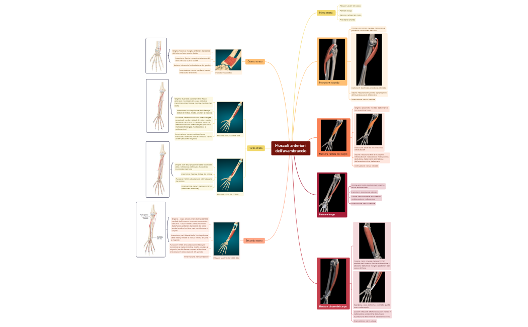 Avambraccio e mano