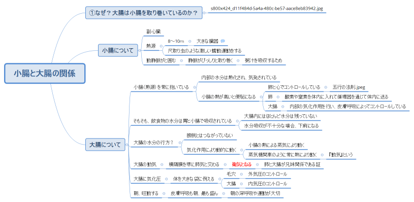 小腸と大腸の関係