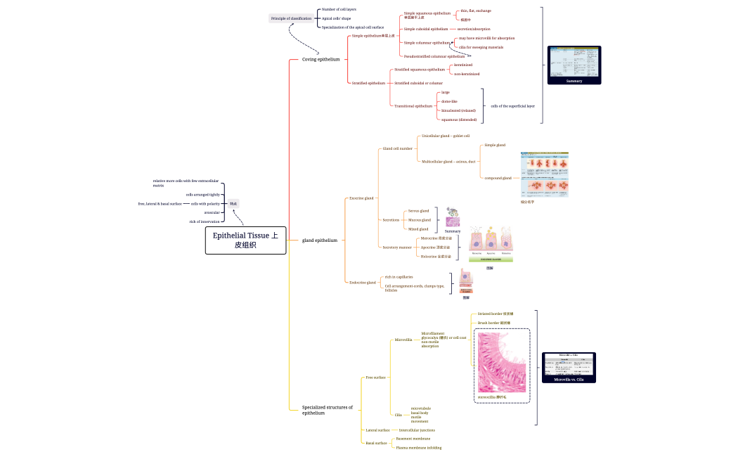 Epithelial Tissue 上皮组织
