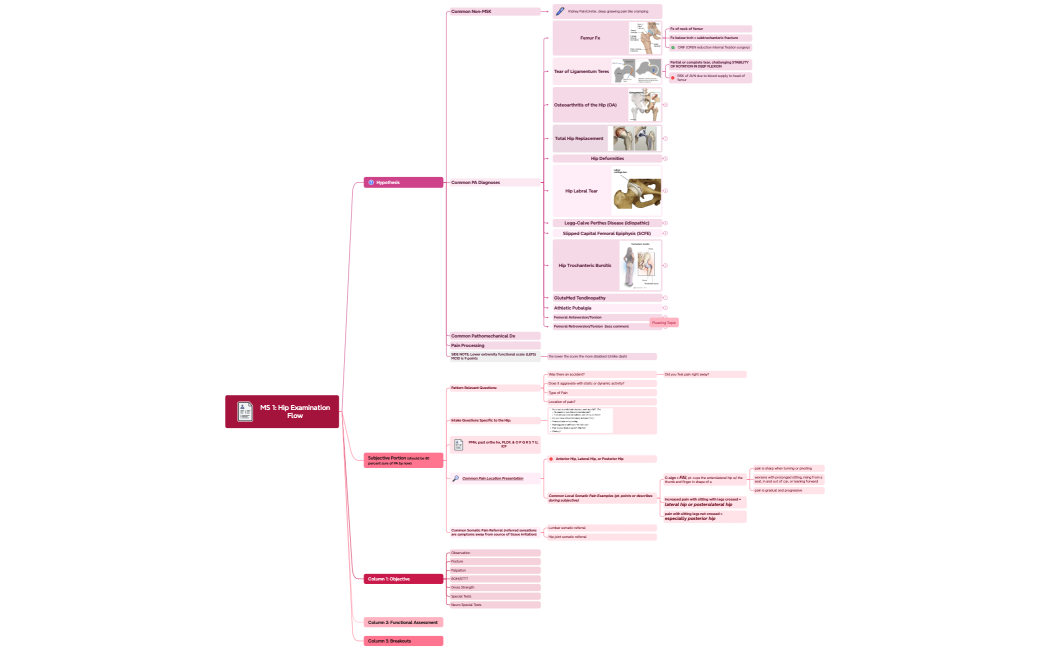 MS 1 Hip Examination