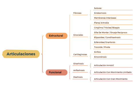 Articulaciones.xmind