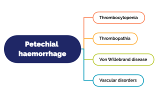 Caesar assessment.xmind