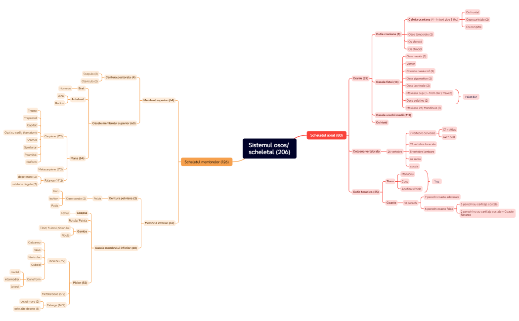 Sistemul osos scheletal
