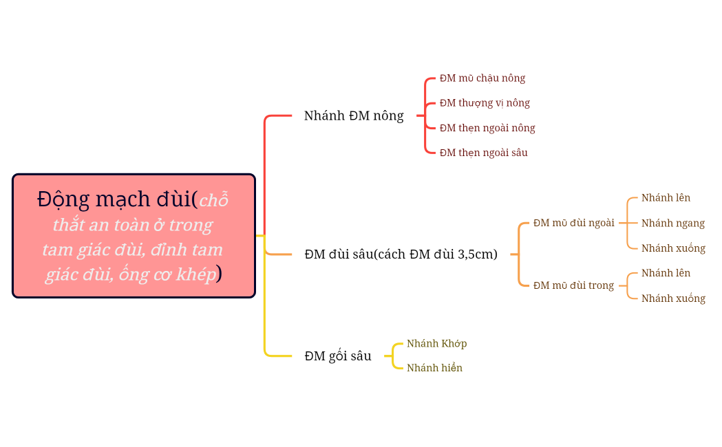 Động mạch đùi(chỗ thắt an toàn ở trong tam giác đùi, đỉnh tam giác đùi, ống cơ khép)