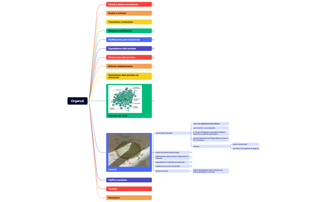 Tessuto connettivo copia 2