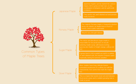 Common Types of Maple Trees