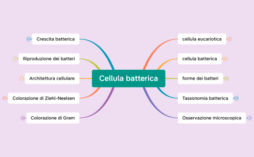 2.Cellula batterica