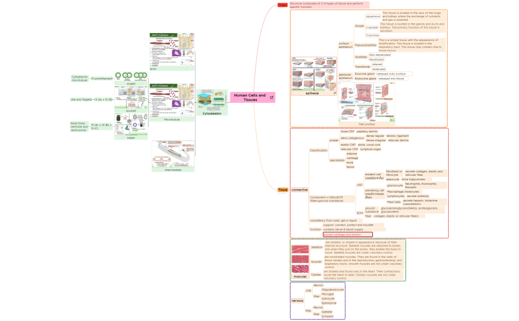 Human Cells and Tissues