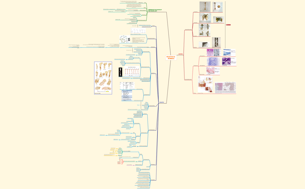 FRAKTUR OS. HUMERUS mind map