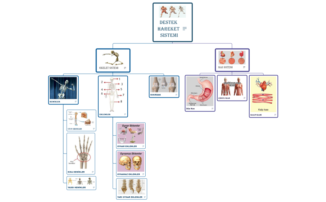Destek Hareket Sistemi