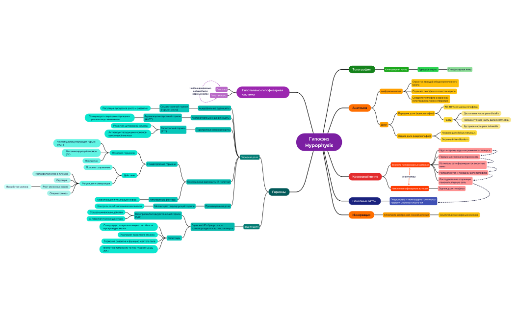 Гипофиз Hypophysis