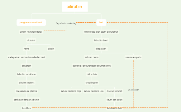 pembentukan bilirubin