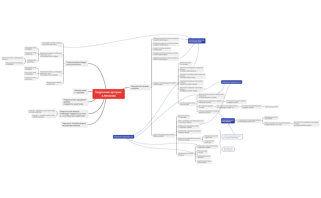 нижняя конечность