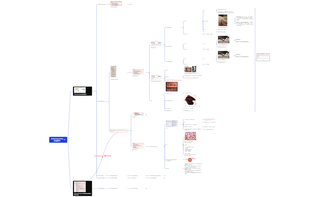 Actinomycetota放線菌門