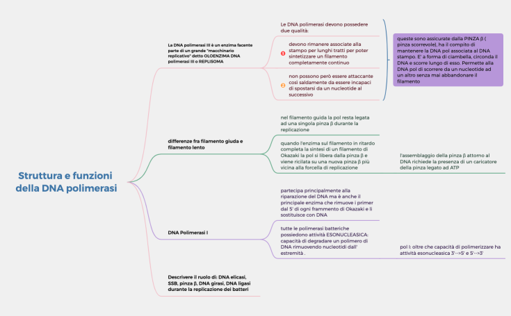 Struttura e funzioni della DNA polimerasi.xmind