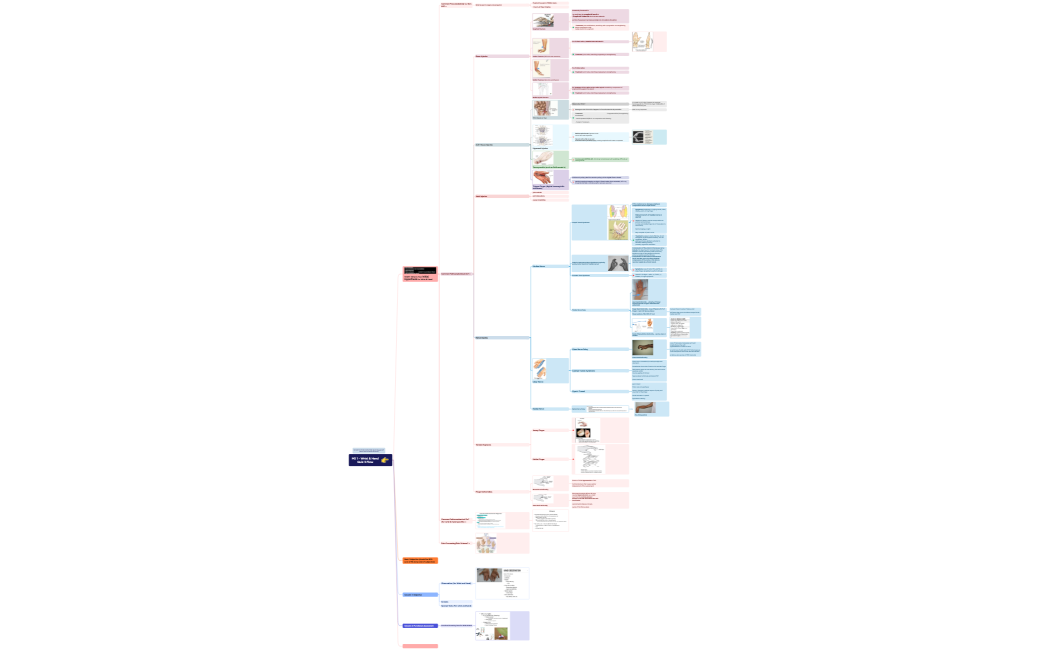 MS 1 - Wrist & Hand Quiz 3 Flow 