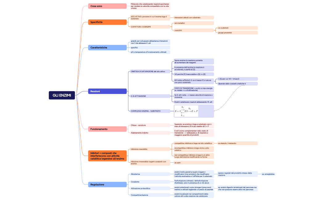 GLI ENZIMI