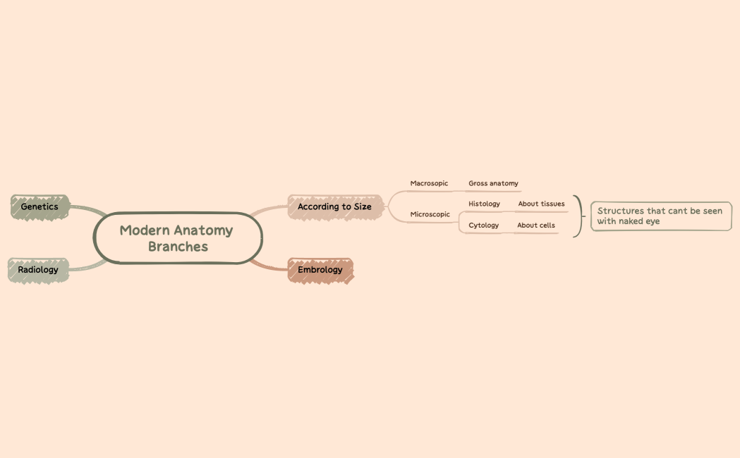 Modern Anatomy Branches