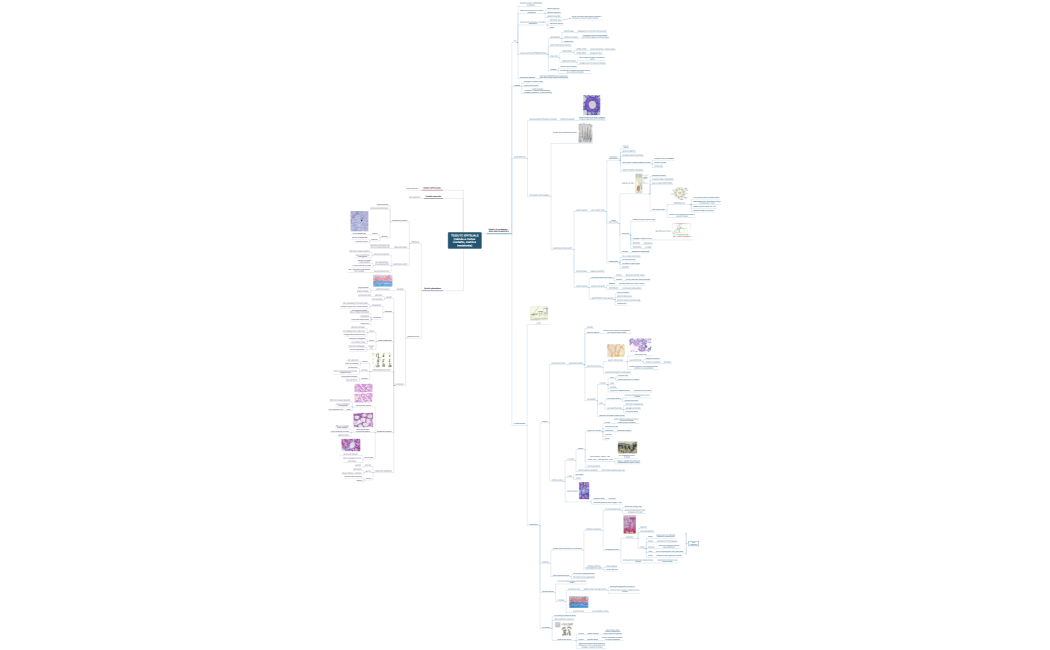 TESSUTO EPITELIALE(cellule a mutuo contatto, matrice inesistente)